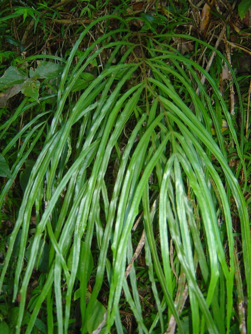 Pteris longipinna photo 2