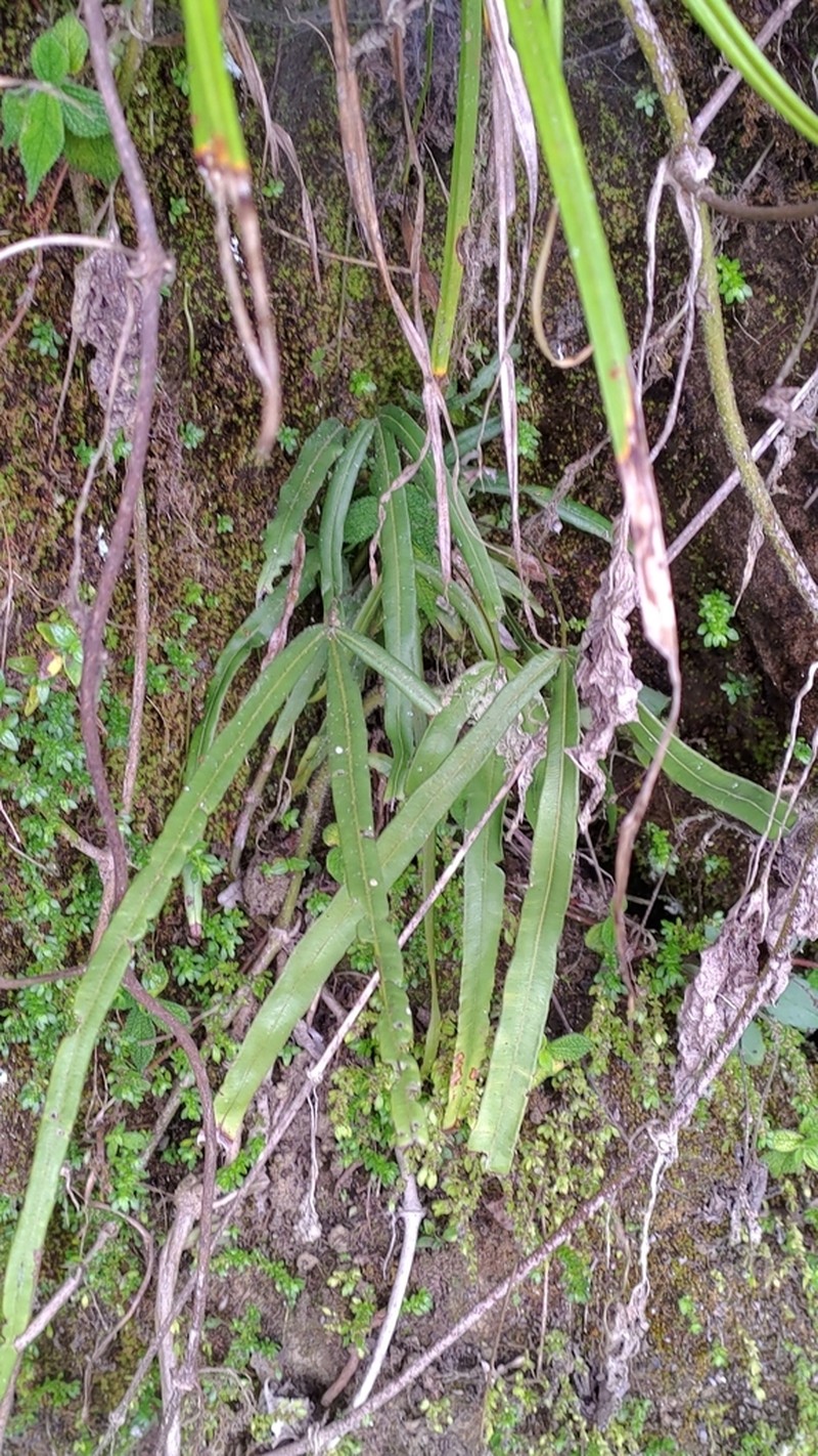 Pteris longipinna photo 3