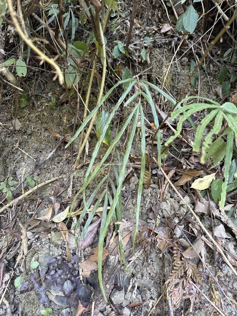 Pteris longipinna photo 4