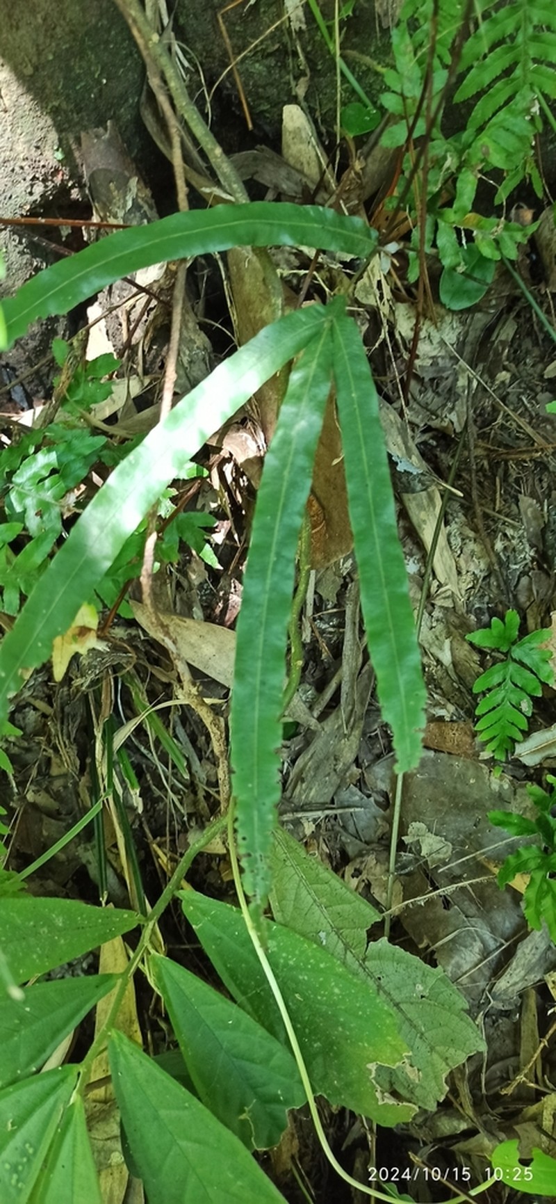 Pteris longipinna photo 5