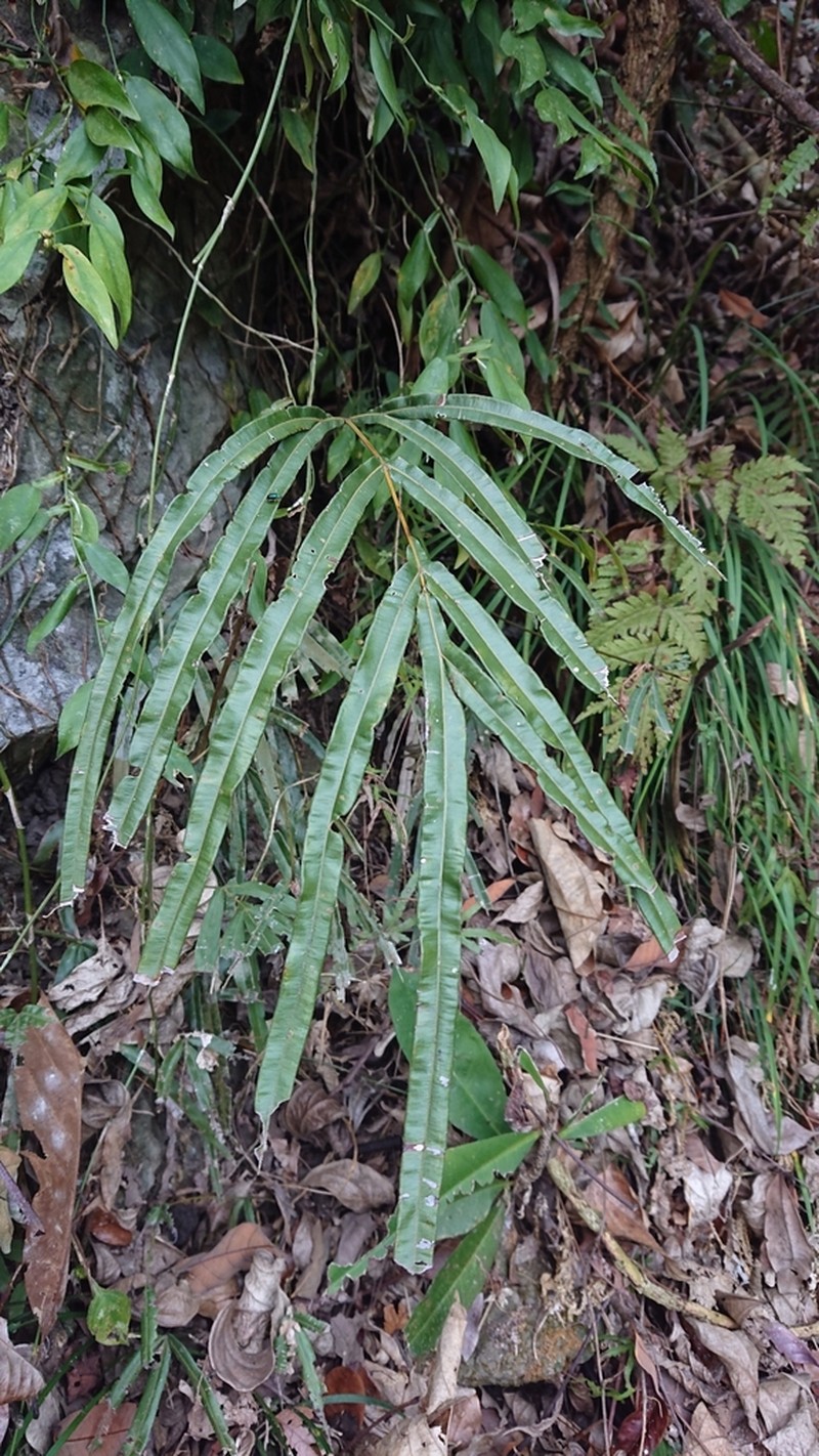 Pteris longipinna photo 6