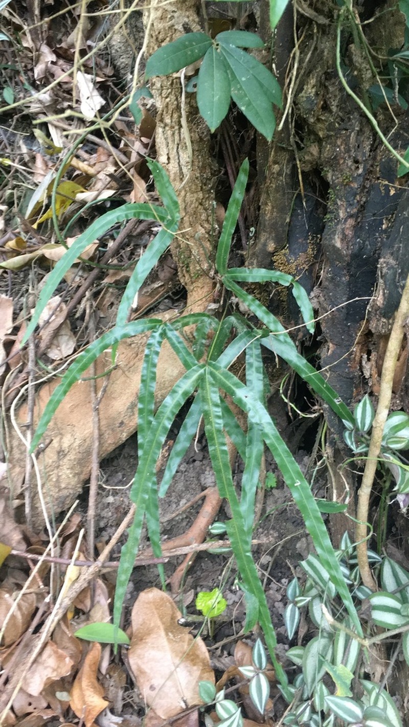 Pteris longipinna photo 7