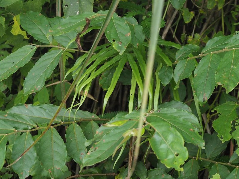 Pteris longipinna photo 8