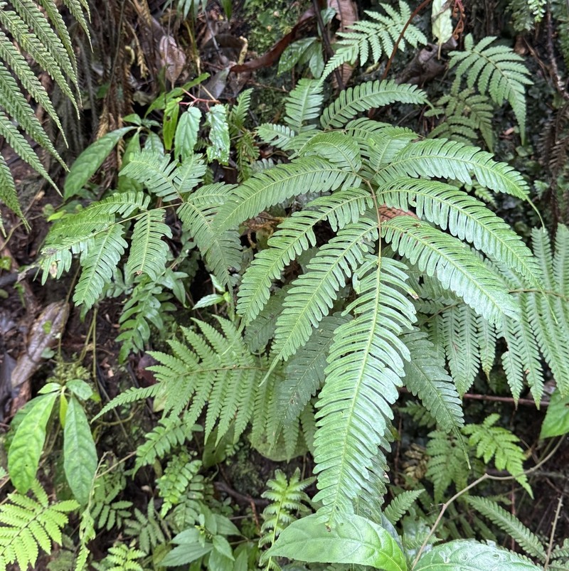 Pteris longipinnula