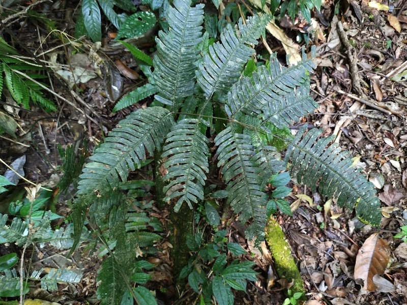 Pteris longipinnula photo 3