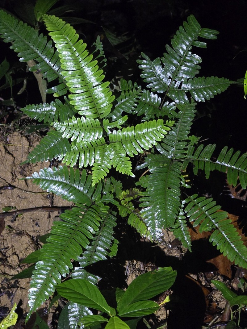 Pteris longipinnula photo 4