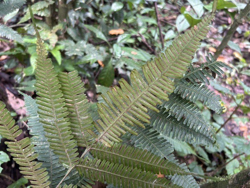 Pteris longipinnula photo 5