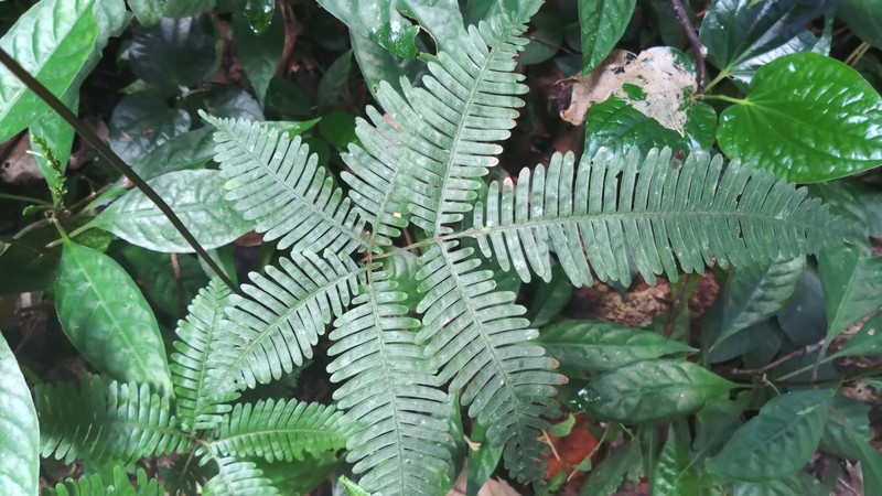 Pteris longipinnula photo 7