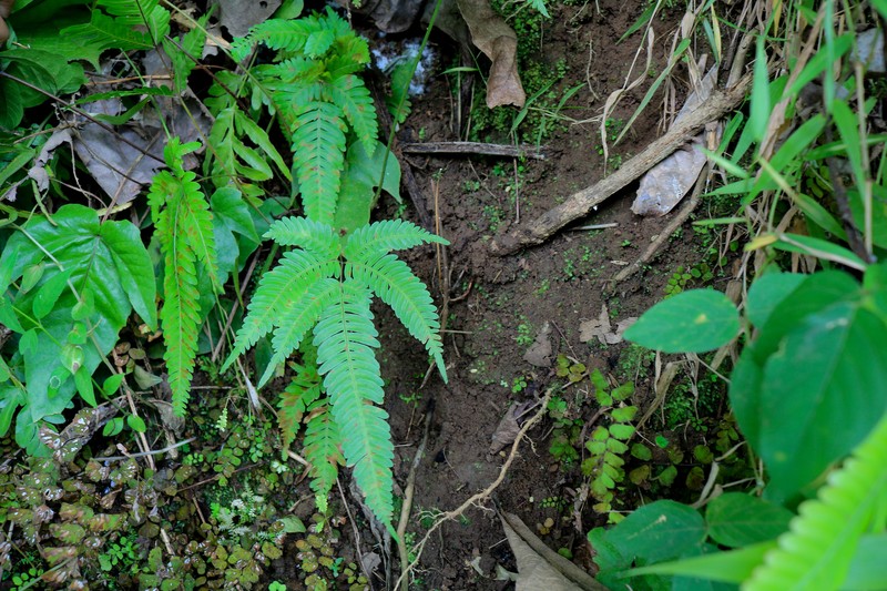 Pteris longipinnula photo 8