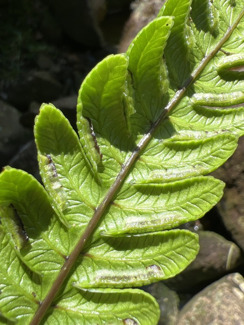 Lidgate's Brake