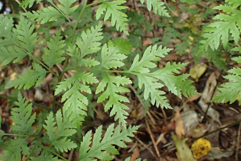 Pteris macilenta