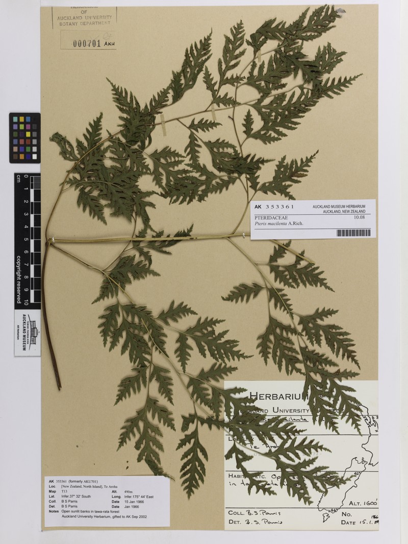 Pteris macilenta photo 2