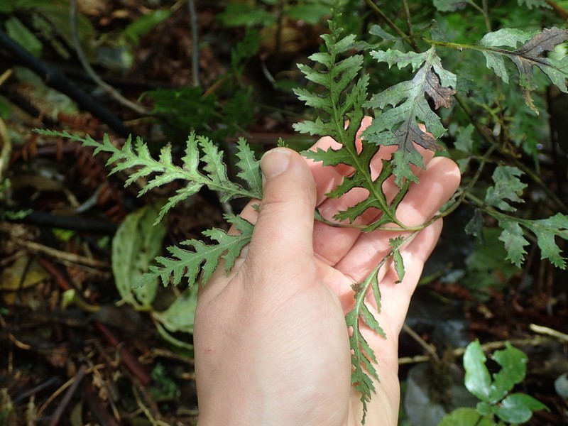 Pteris macilenta photo 3