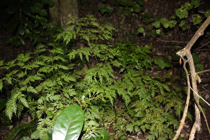 Pteris macilenta photo 4