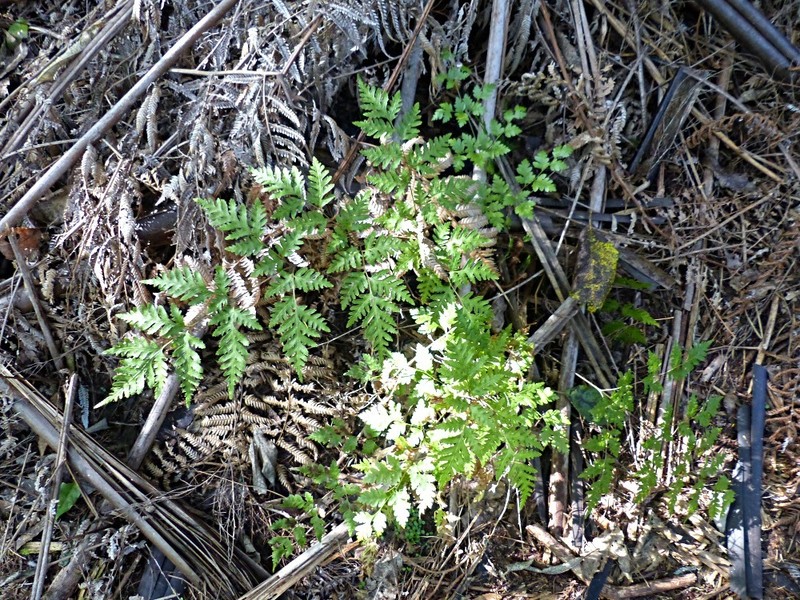 Pteris macilenta photo 5