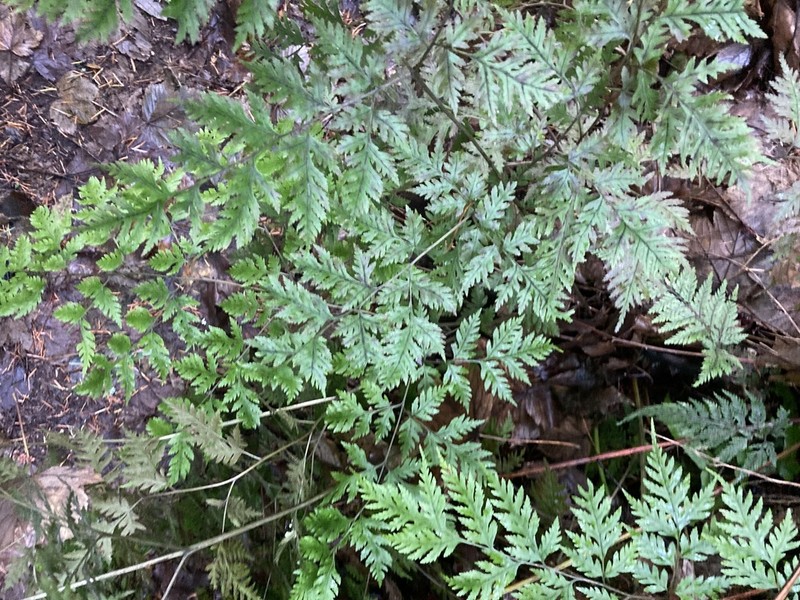 Pteris macilenta photo 6
