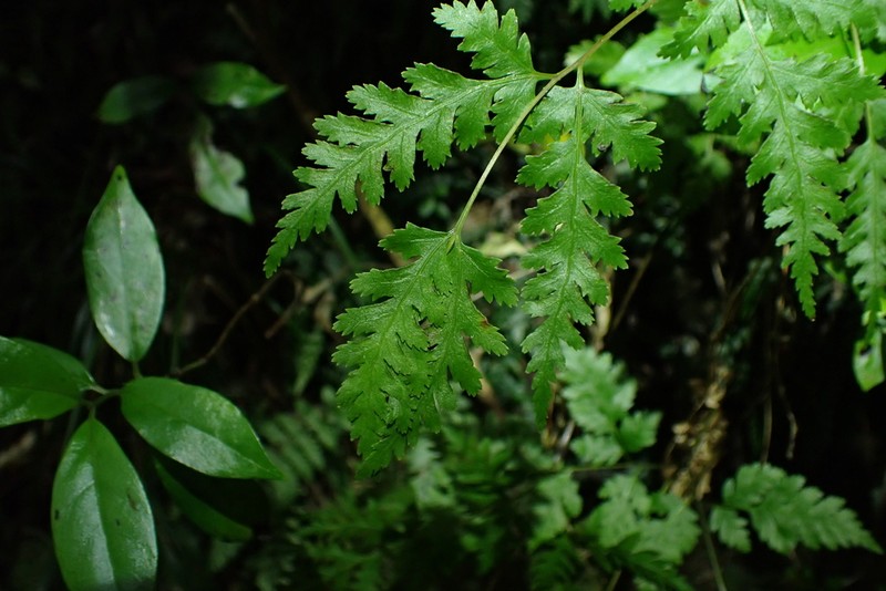 Pteris macilenta photo 7