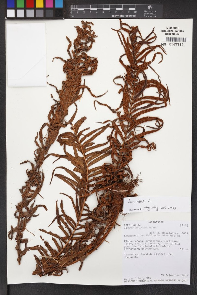 Pteris macrodon