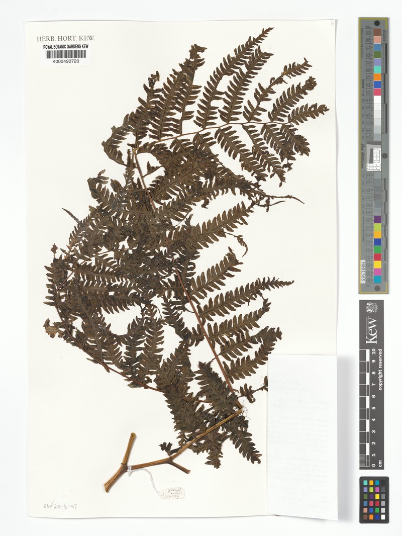 Pteris macrophylla