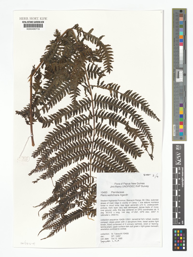 Pteris macrophylla photo 3