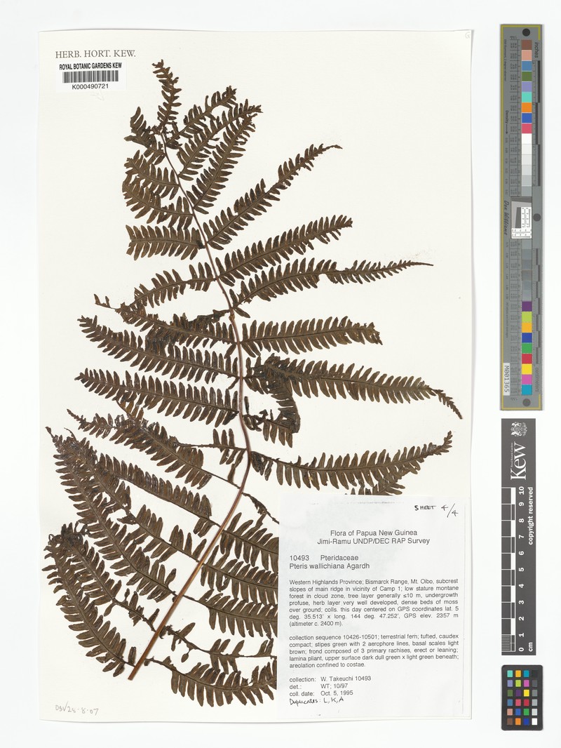 Pteris macrophylla photo 4
