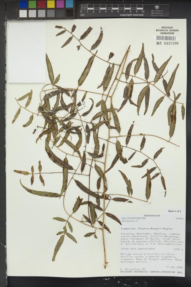 Pteris madagascarica
