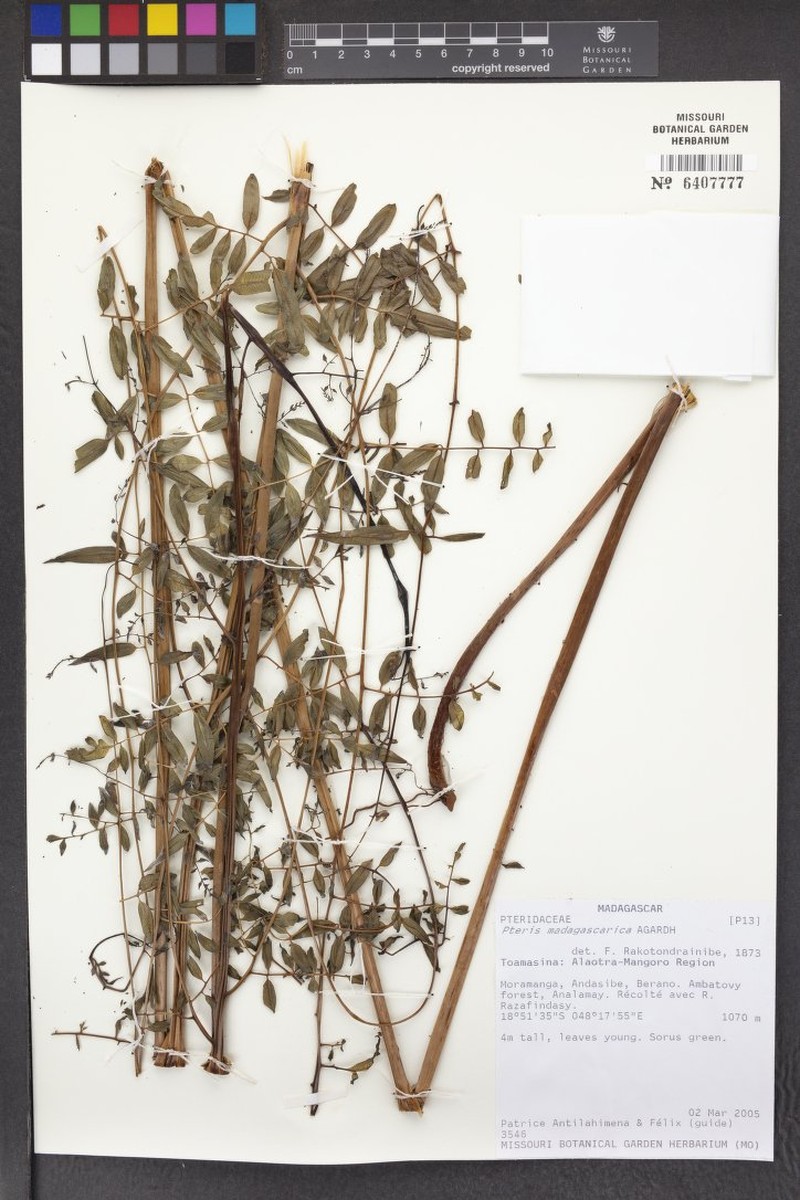 Pteris madagascarica photo 2