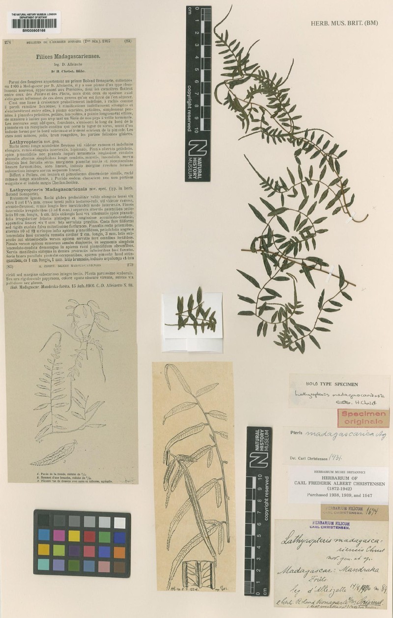 Pteris madagascarica var. lathyropteris