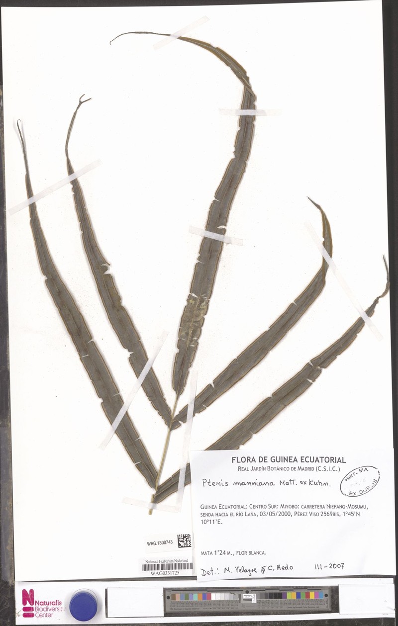 Pteris manniana