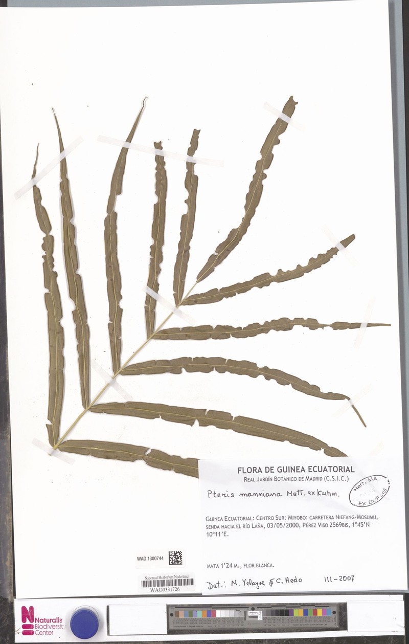 Pteris manniana photo 2