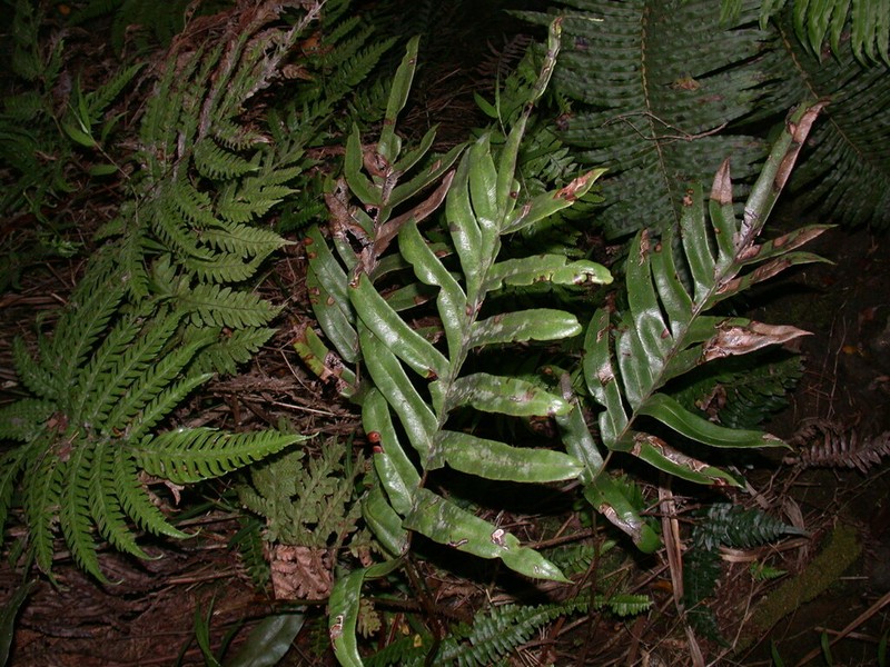 Pteris marquesensis photo 2