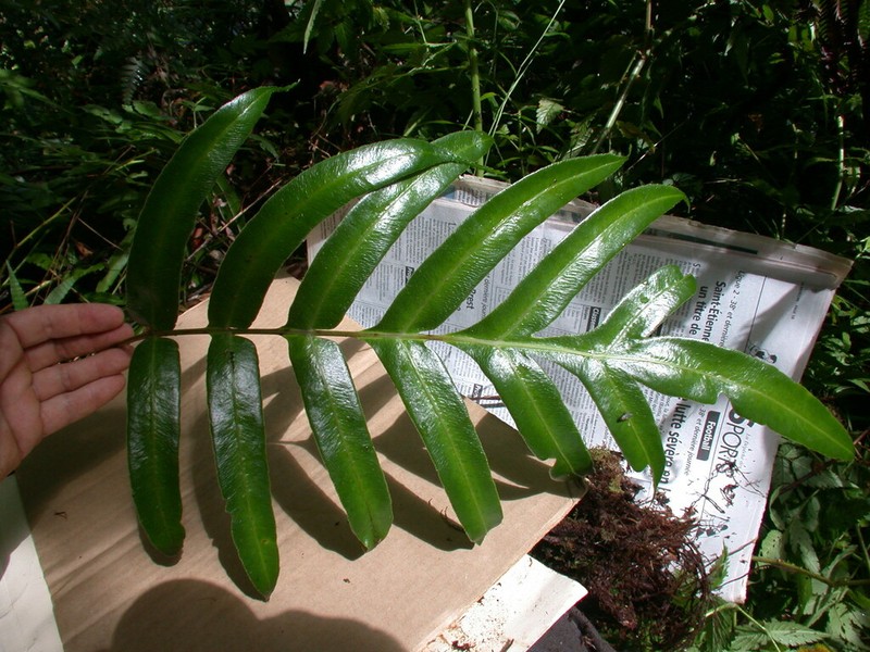 Pteris marquesensis photo 3