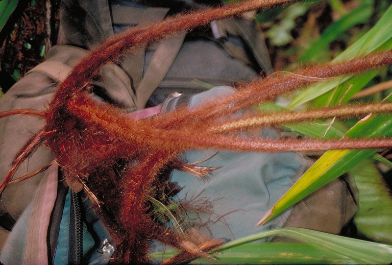Pteris marquesensis photo 4