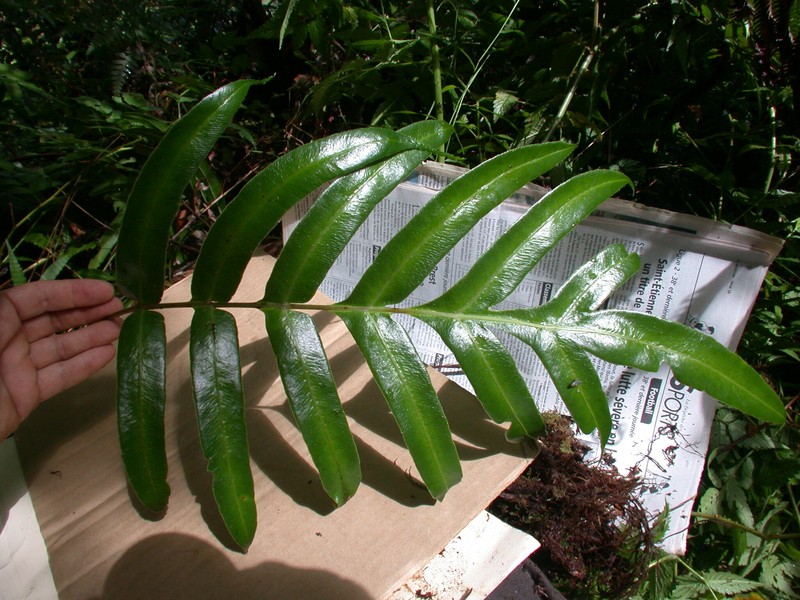 Pteris marquesensis photo 5