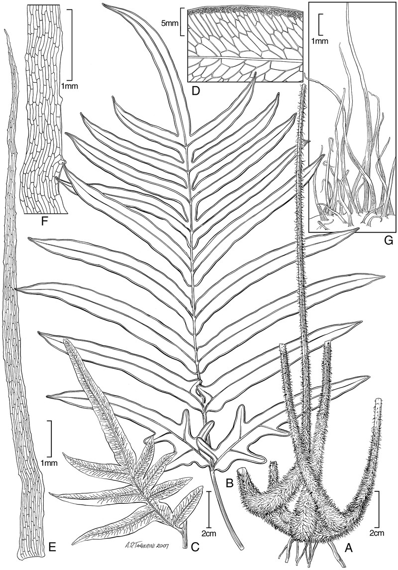 Pteris marquesensis