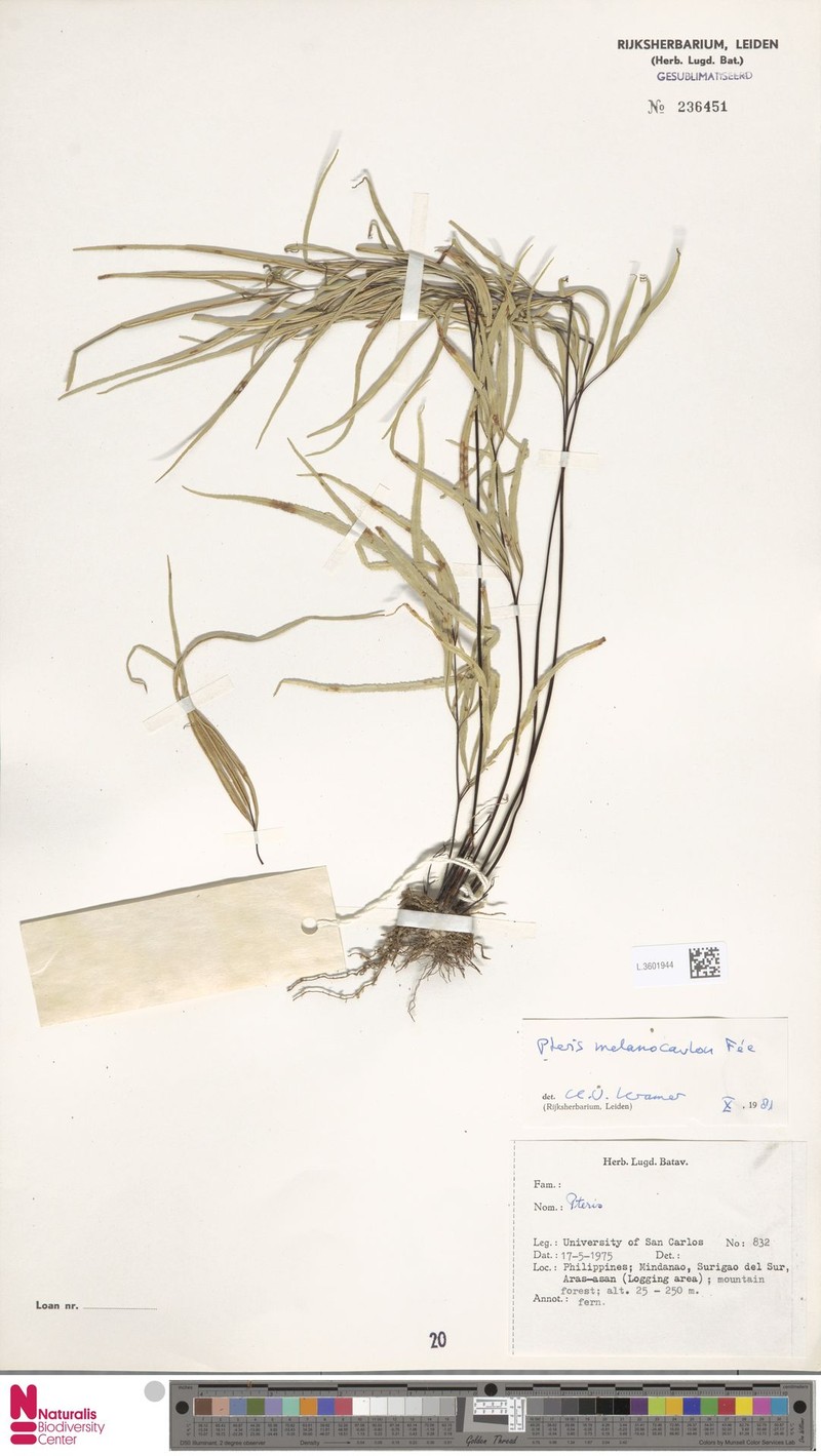 Pteris melanocaulon