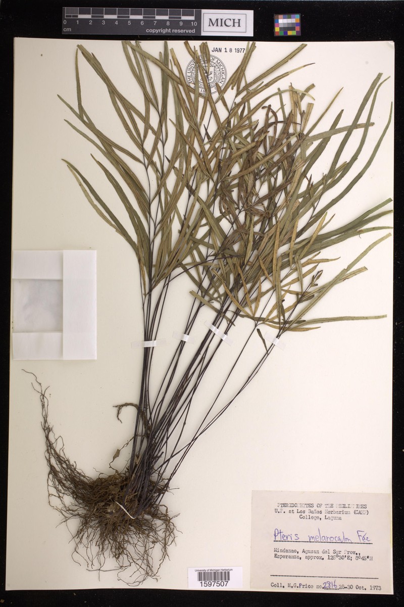 Pteris melanocaulon photo 2