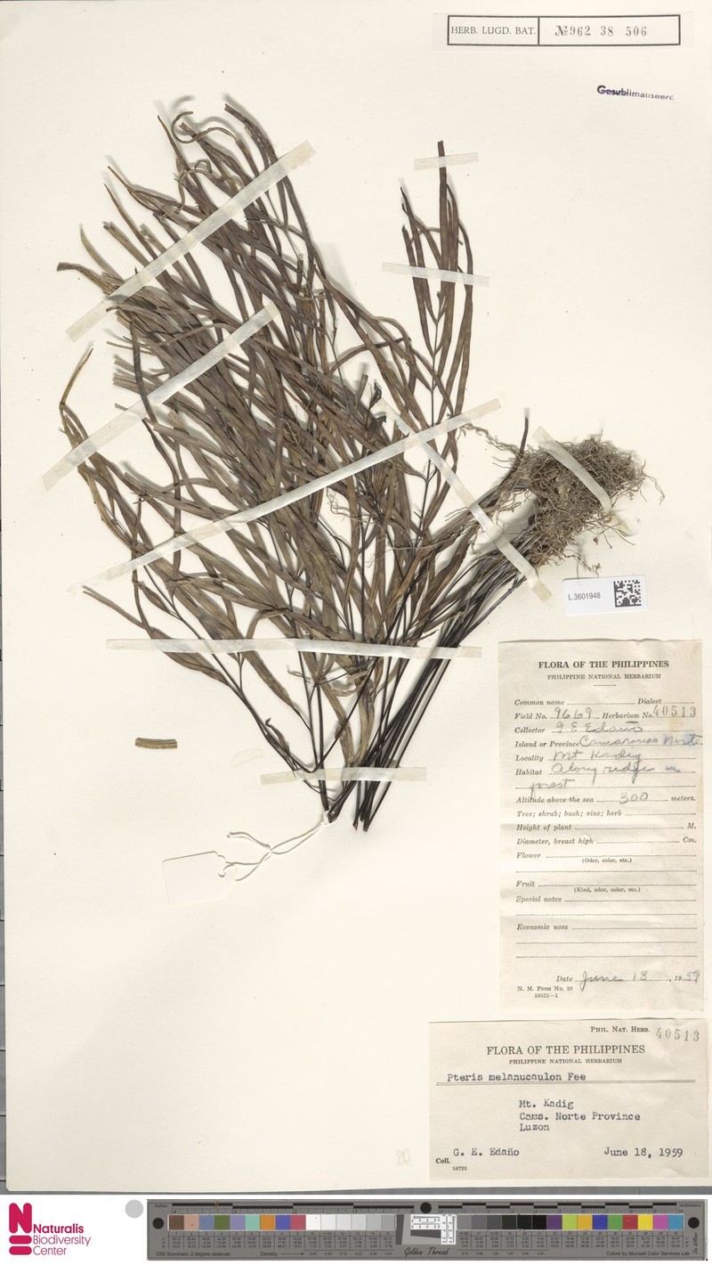 Pteris melanocaulon photo 3