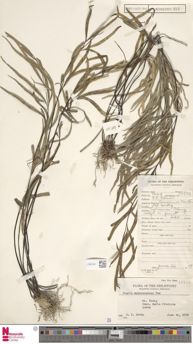 Pteris melanocaulon photo 4