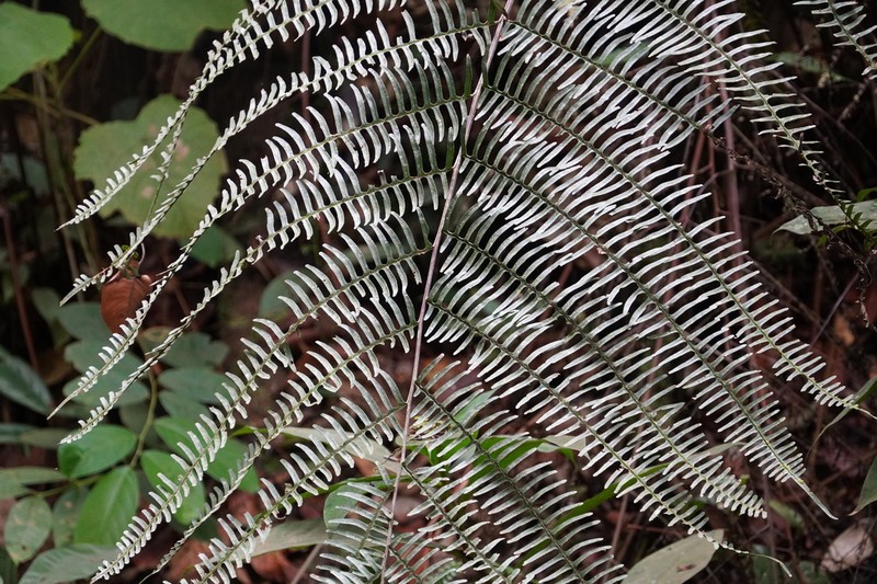 Pteris mertensioides