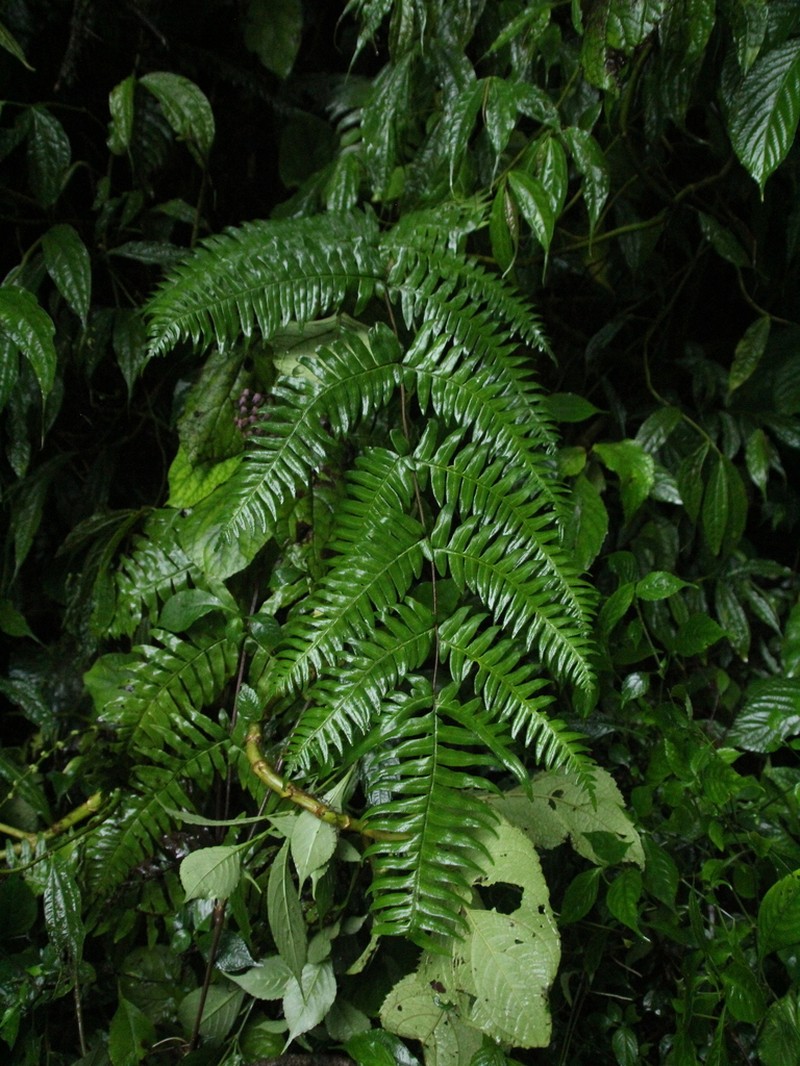 Pteris mertensioides photo 2