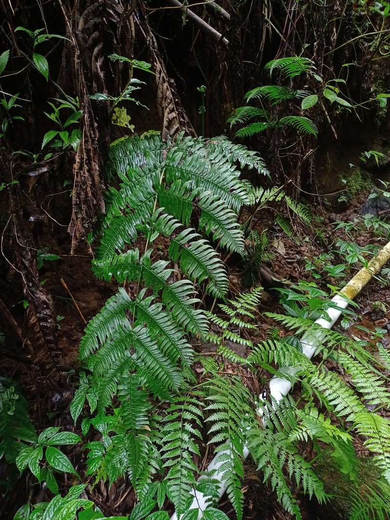 Pteris mertensioides photo 3