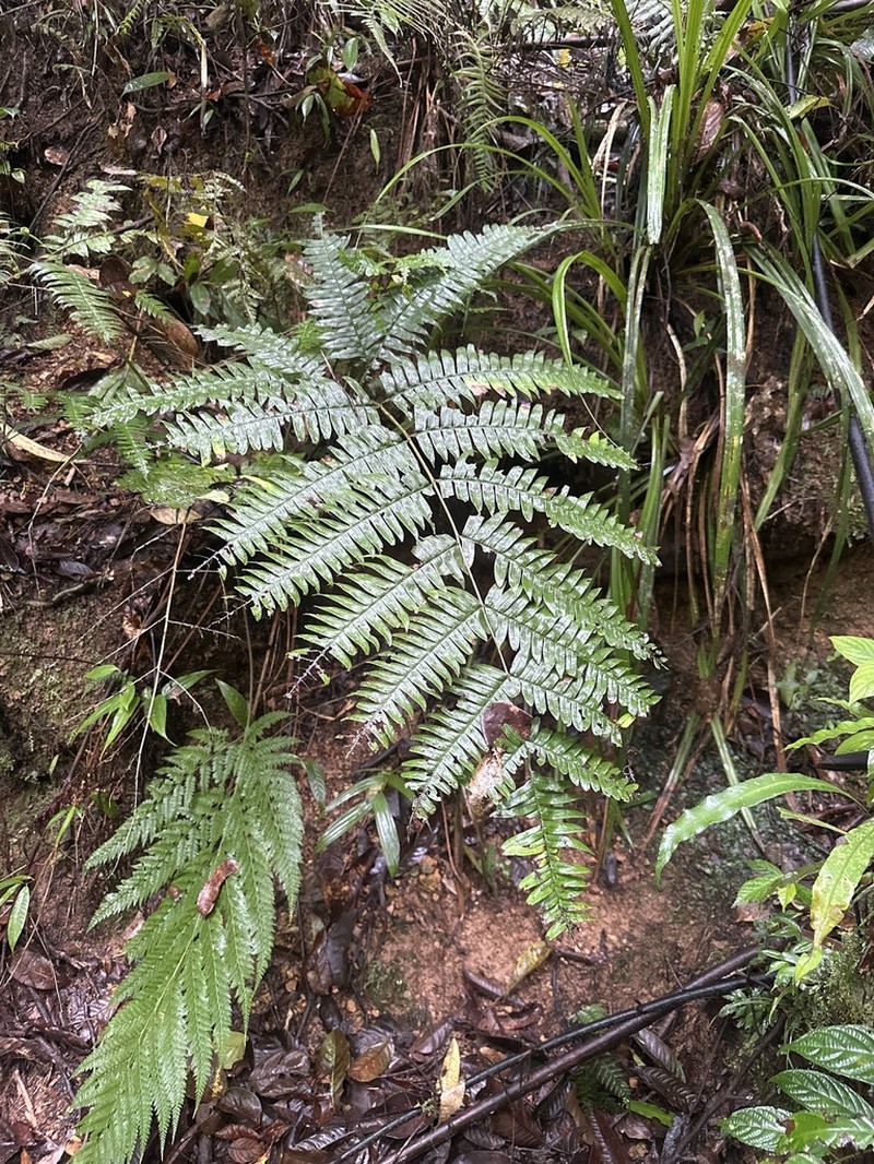 Pteris mertensioides photo 4