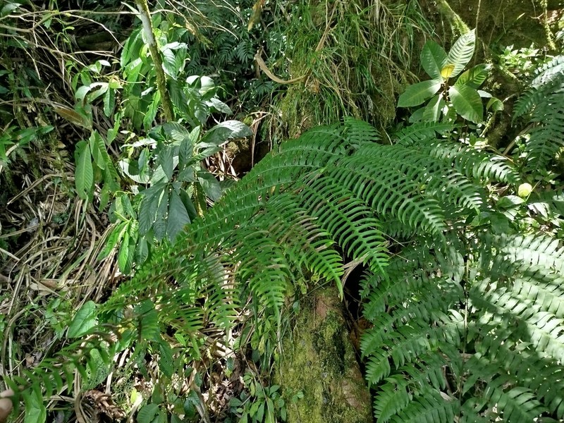 Pteris mertensioides photo 5