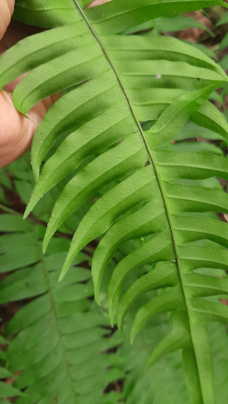 Pteris mertensioides photo 6