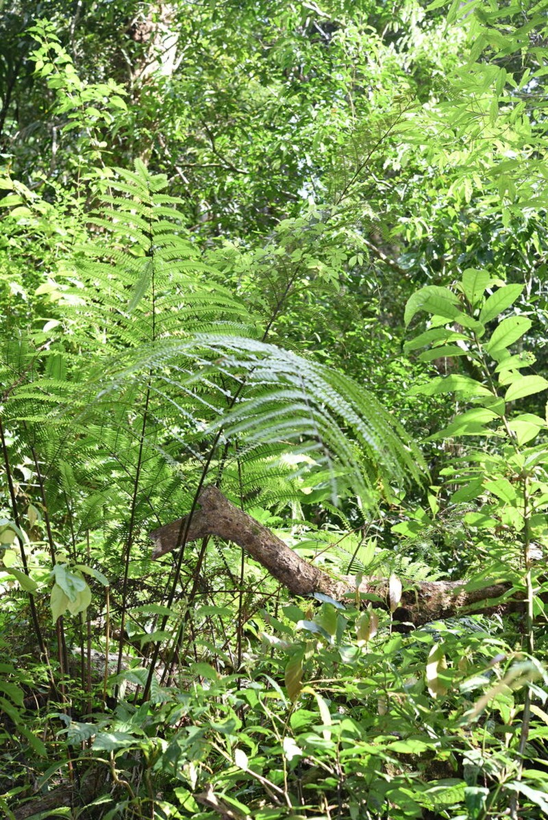Pteris mertensioides photo 7