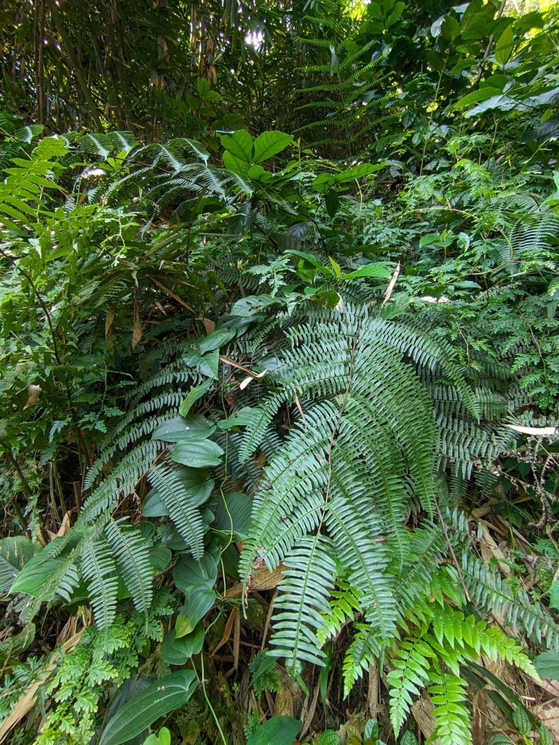 Pteris mertensioides photo 8