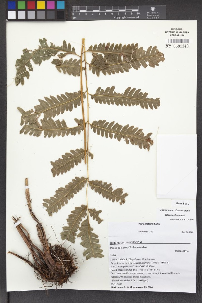 Pteris mettenii