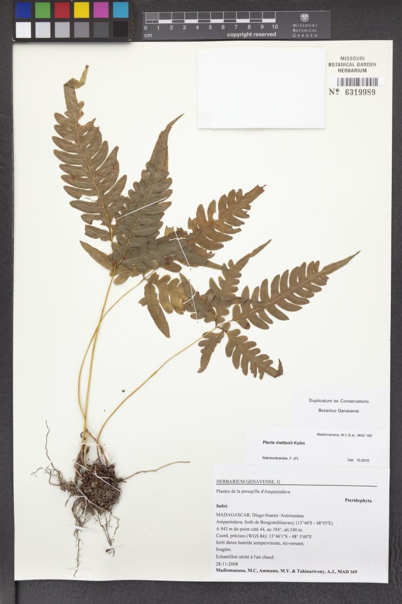 Pteris mettenii photo 2