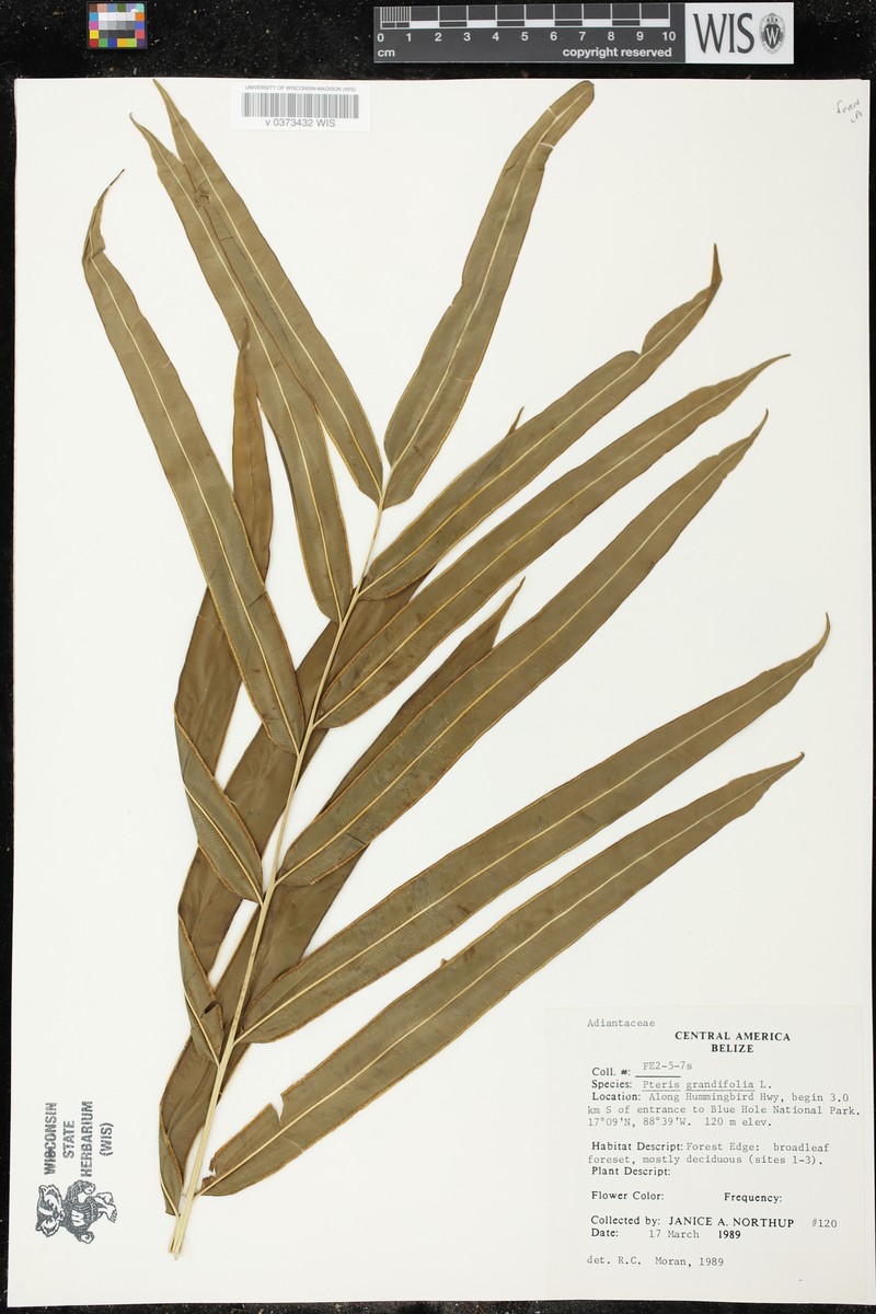 Pteris mickelii
